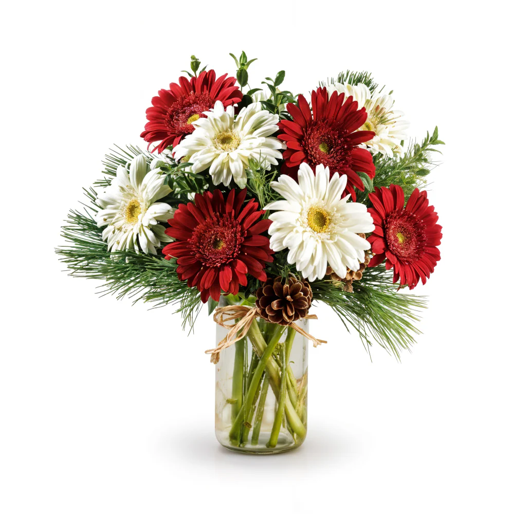 Bouquet "Festives d’étoiles" Gerberas Rouge & Blanc (12 Tiges) – Bouquet Des Fêtes
